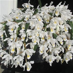 Coelogyne cristata - Dr. Bill's Orchids, LLC