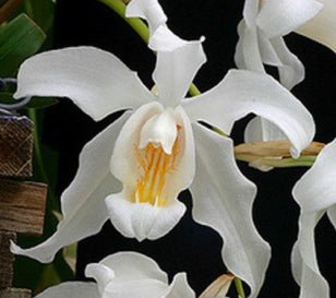 Coelogyne cristata - Dr. Bill's Orchids, LLC