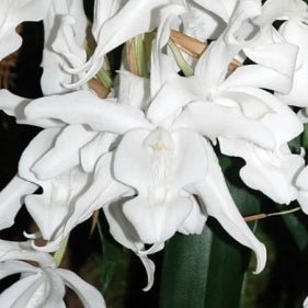 Coelogyne cristata ochroleuca - Dr. Bill's Orchids, LLC