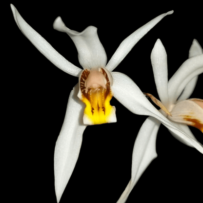 Coelogyne graminifolia - Dr. Bill's Orchids, LLC