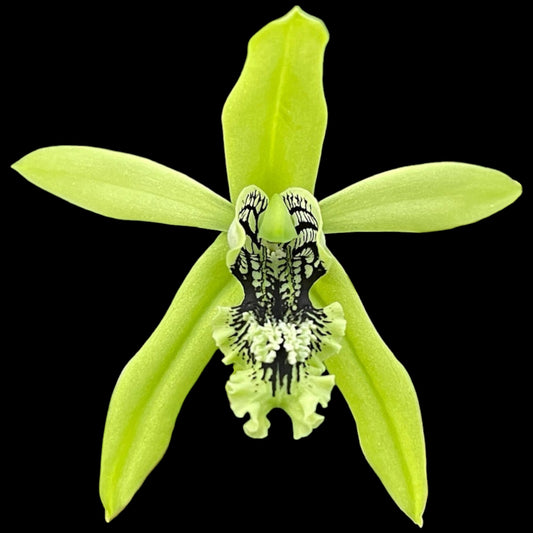 Coelogyne mayeriana - Dr. Bill's Orchids, LLC