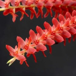 Coelogyne wenzelii - Dr. Bill's Orchids, LLC