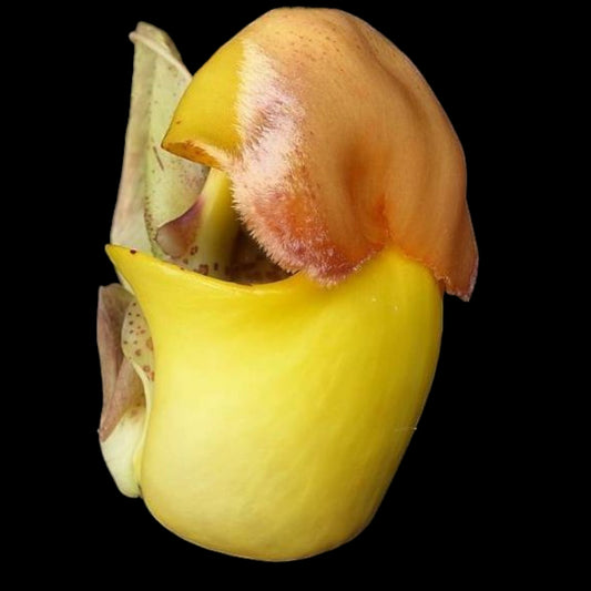 Coryanthes bruchmuelleri - Dr. Bill's Orchids, LLC