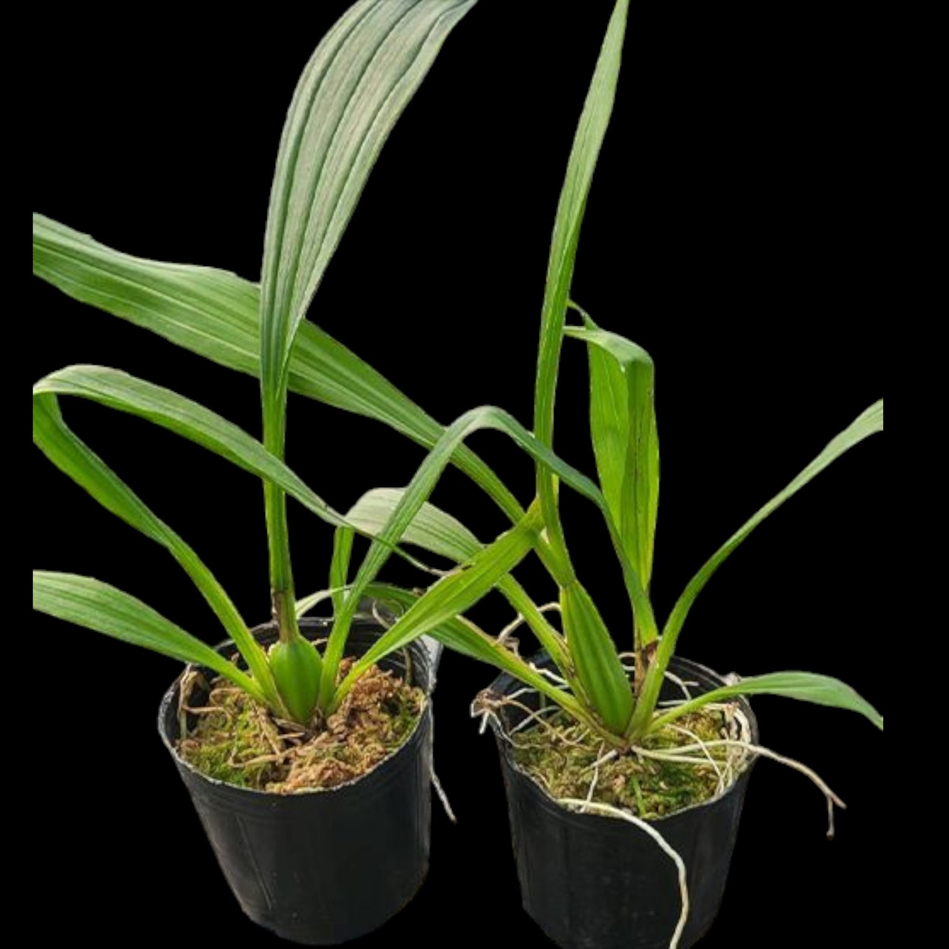 Coryanthes bruchmuelleri - Dr. Bill's Orchids, LLC