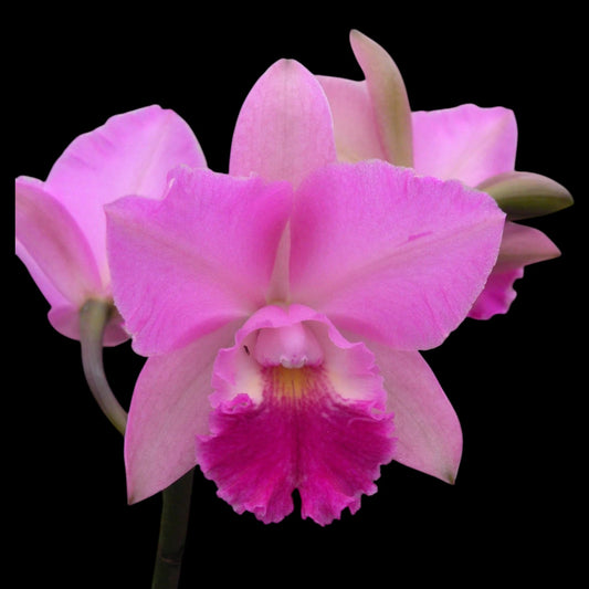 Ctna. Beverly's Blush 'Kalapana' - Dr. Bill's Orchids, LLC