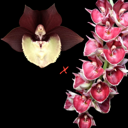 Ctsm (Donna Wise 'Lee' HCC/AOS x Penang 'Sweetheart' AM/AOS) - Dr. Bill's Orchids, LLC