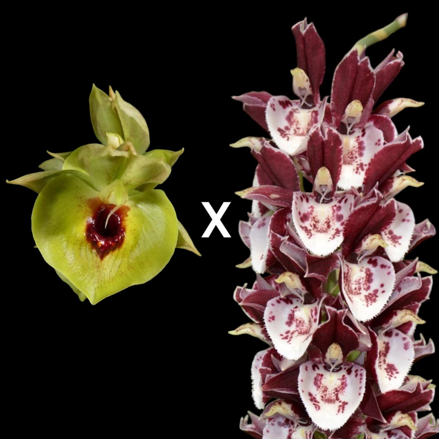 Ctsm. (expansum '#2' x Melana Davison 'Bombshell') - Dr. Bill's Orchids, LLC