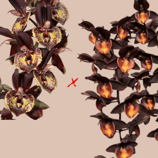 Ctsm (Louise Clarke 'Wonder Woman' x Ryan Herrington 'Best of the Best') - Dr. Bill's Orchids, LLC