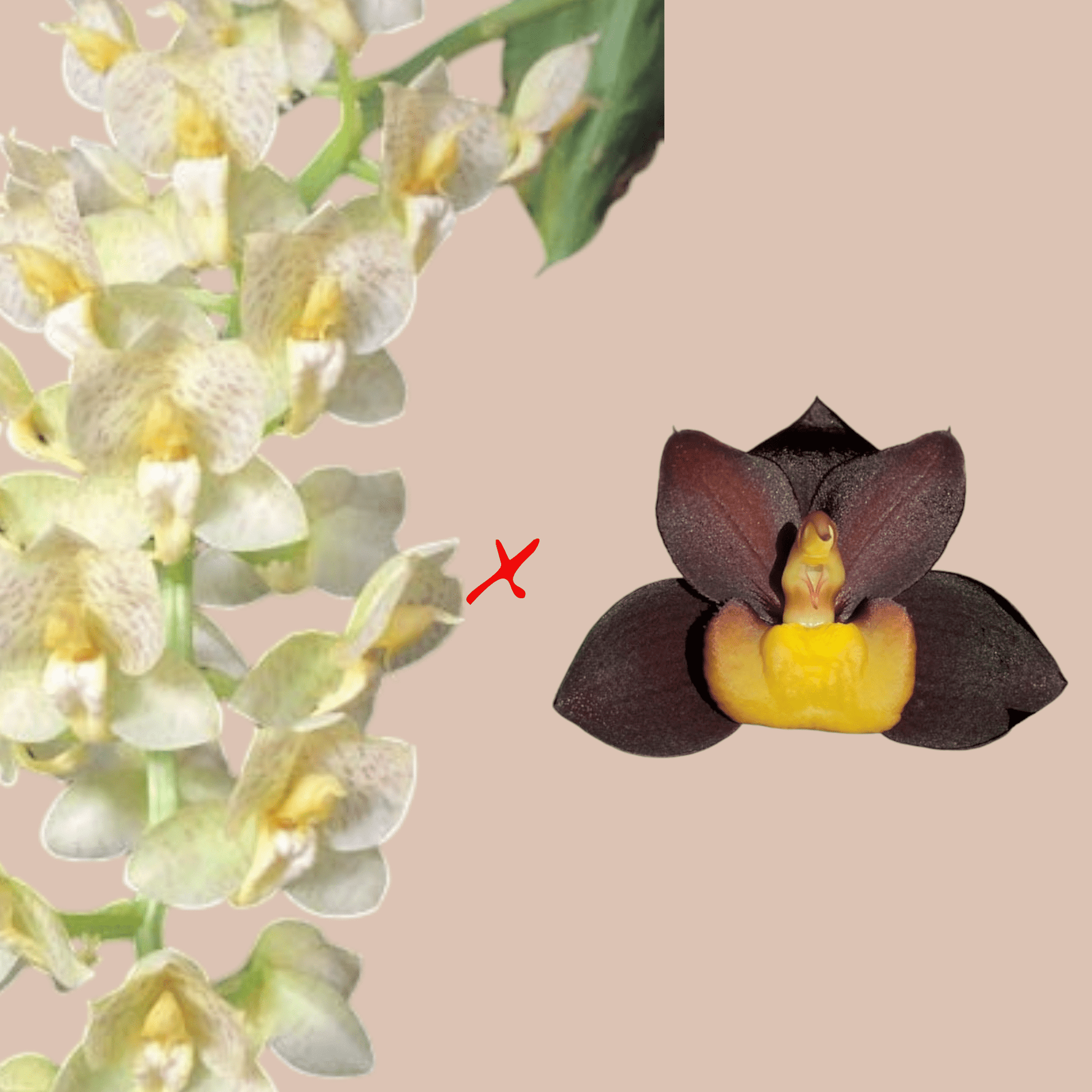 Ctsm Tigretón - Dr. Bill's Orchids, LLC