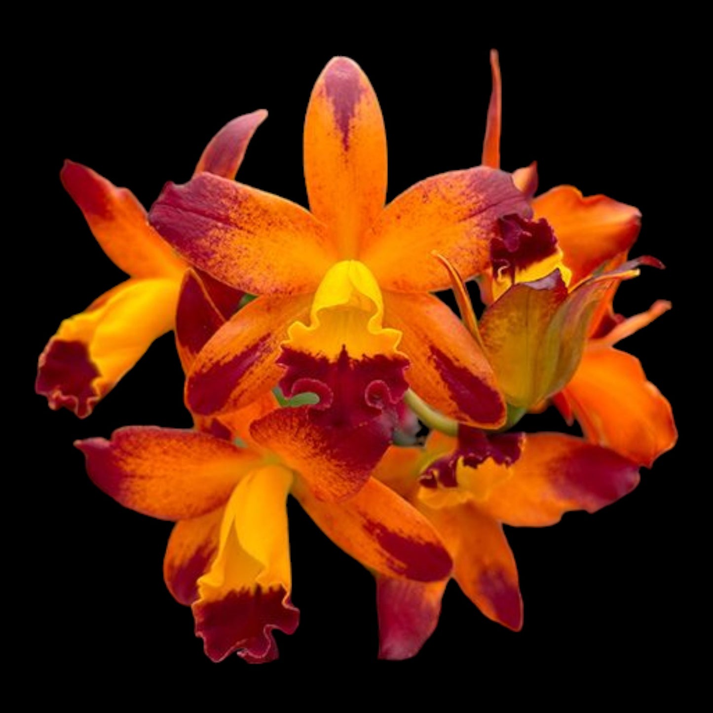 Ctt. Varut Startrack 'Golden Tiger' - Dr. Bill's Orchids, LLC