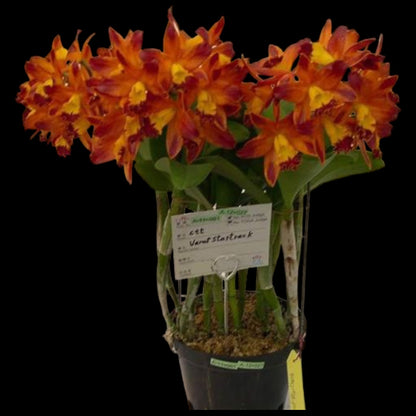 Ctt. Varut Startrack 'Golden Tiger' - Dr. Bill's Orchids, LLC