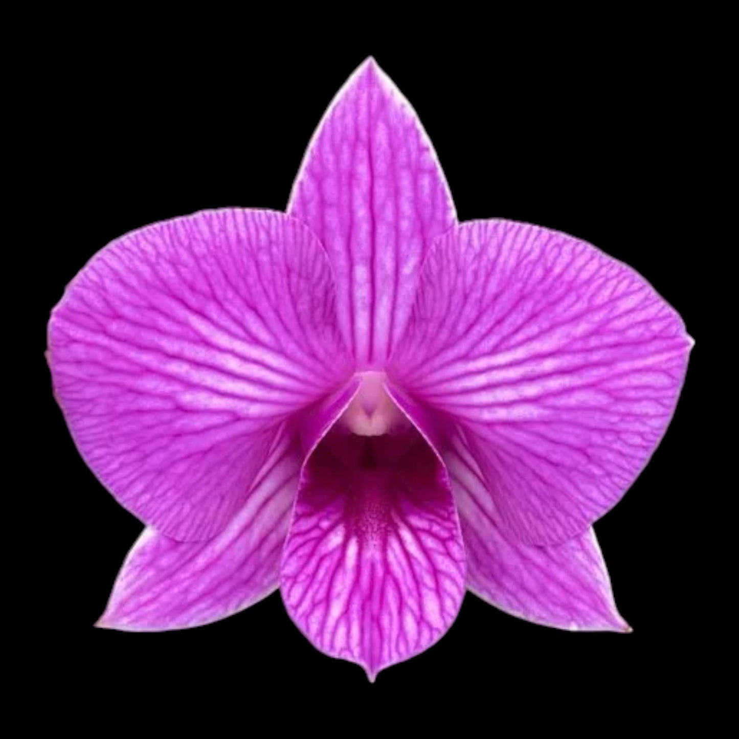 Den. Airy Wealthy Stripe - Dr. Bill's Orchids, LLC