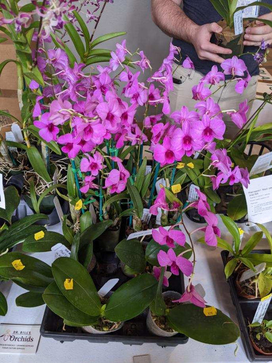 Den Enobi Purple 'NN' - Dr. Bill's Orchids, LLC