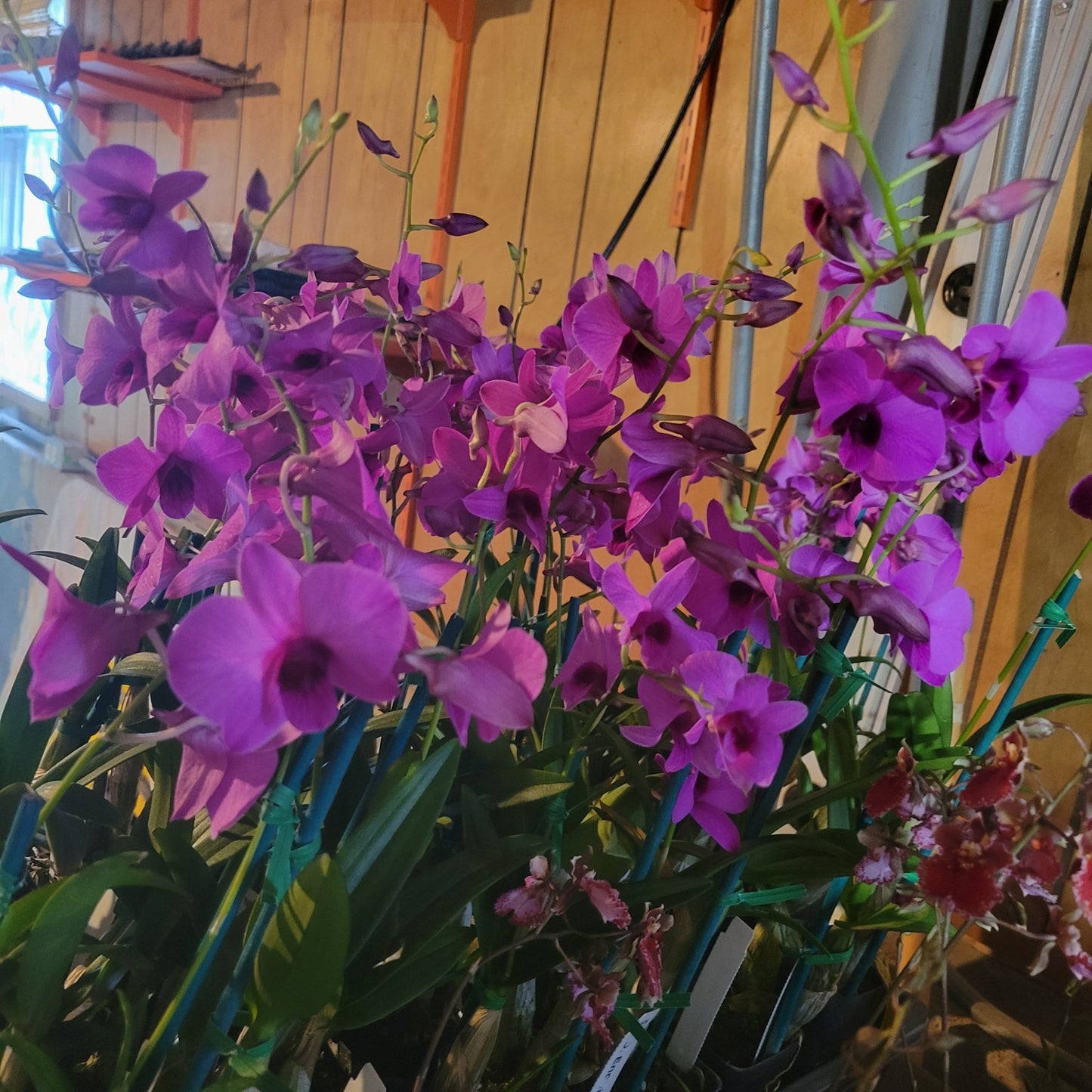 Den Enobi Purple 'NN' - Dr. Bill's Orchids, LLC