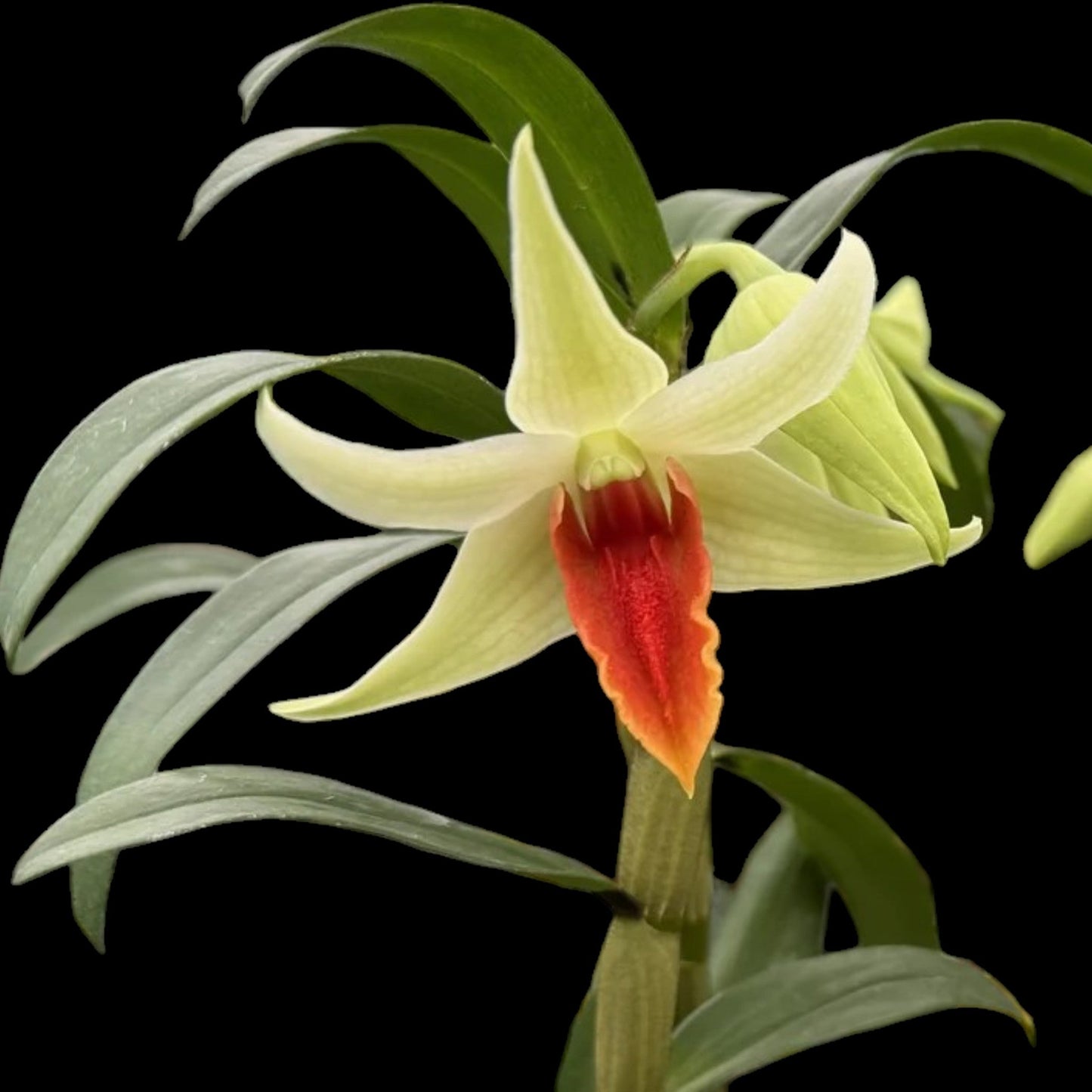 Den. Jiaho Delight 'Red Lips' - Dr. Bill's Orchids, LLC