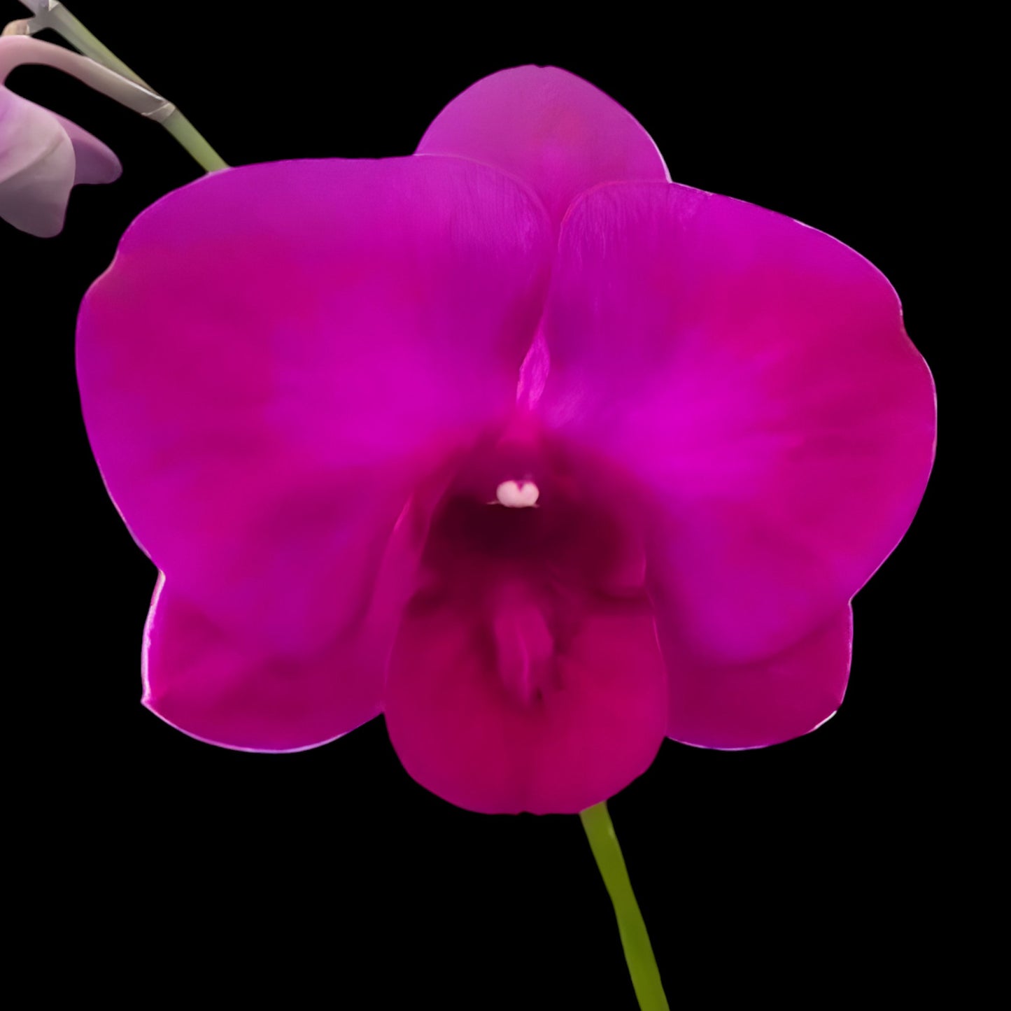 Den. (Puna Strong x Royal Garden) - Dr. Bill's Orchids, LLC