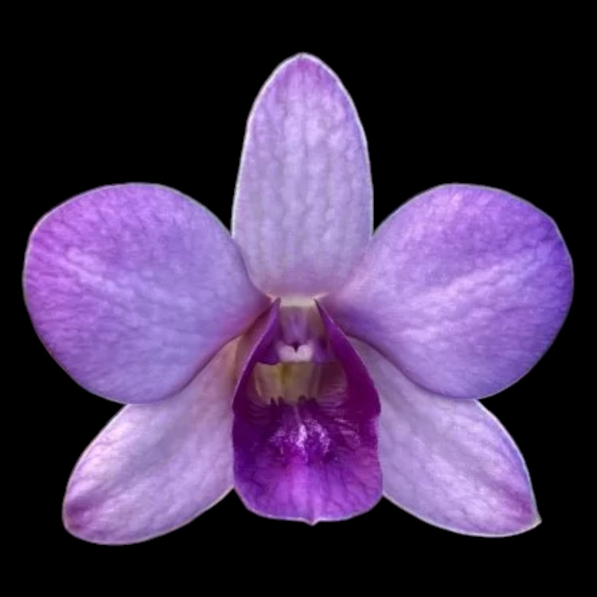 Den. Thanes Blue - Dr. Bill's Orchids, LLC