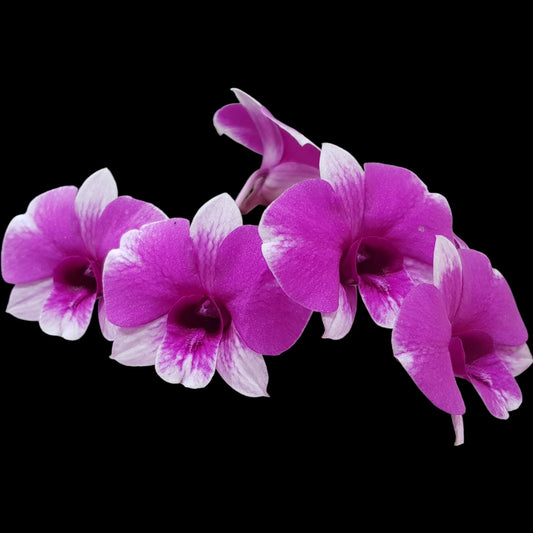 Den Yaya 4N - Dr. Bill's Orchids, LLC