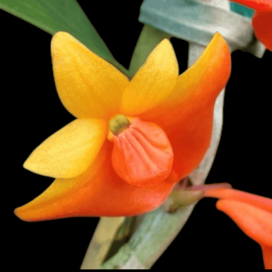 Dendrobium chrysopterum - Dr. Bill's Orchids, LLC