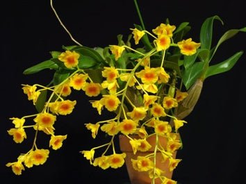 Dendrobium chrysotoxum - Dr. Bill's Orchids, LLC