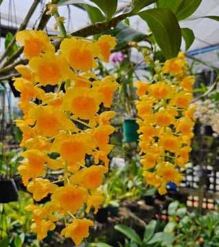 Dendrobium densiflorum - Dr. Bill's Orchids, LLC