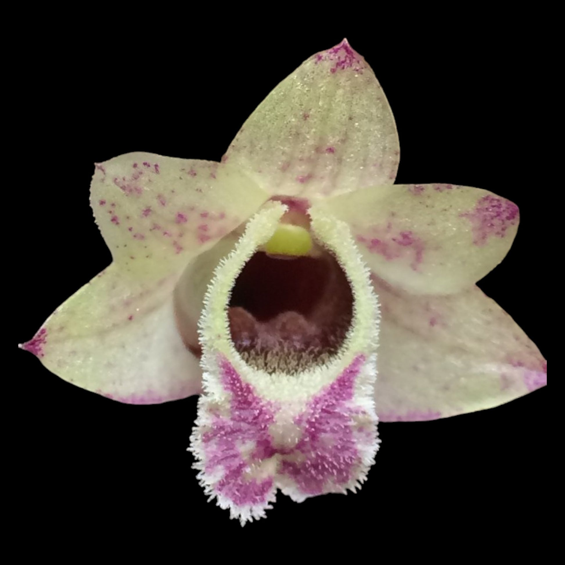 Dendrobium hekouense - Dr. Bill's Orchids, LLC