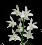 Dendrobium kingianum album - Dr. Bill's Orchids, LLC