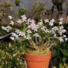 Dendrobium kingianum semi-album - Dr. Bill's Orchids, LLC