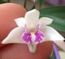 Dendrobium kingianum semi-album - Dr. Bill's Orchids, LLC