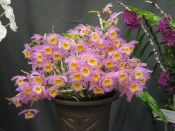 Dendrobium loddigesii - Dr. Bill's Orchids, LLC