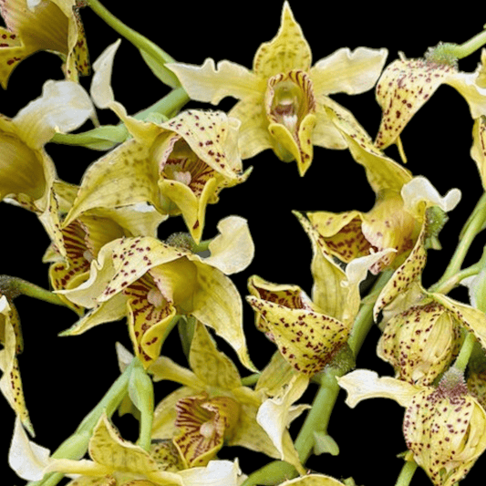 Dendrobium Miva Abracadabra - Dr. Bill's Orchids, LLC