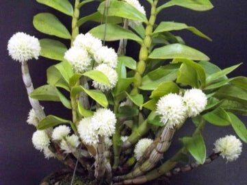 Dendrobium purpureum album - Dr. Bill's Orchids, LLC