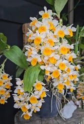 Dendrobium thrysiflorum - Dr. Bill's Orchids, LLC