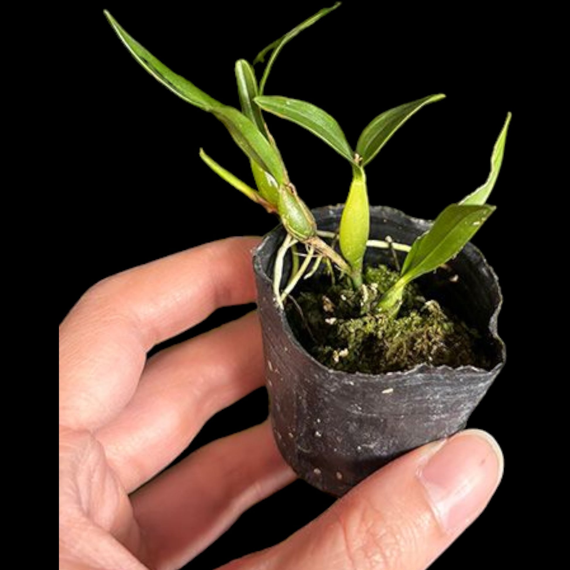 Dinema (syn Epidendrum) polybulbon - Dr. Bill's Orchids, LLC