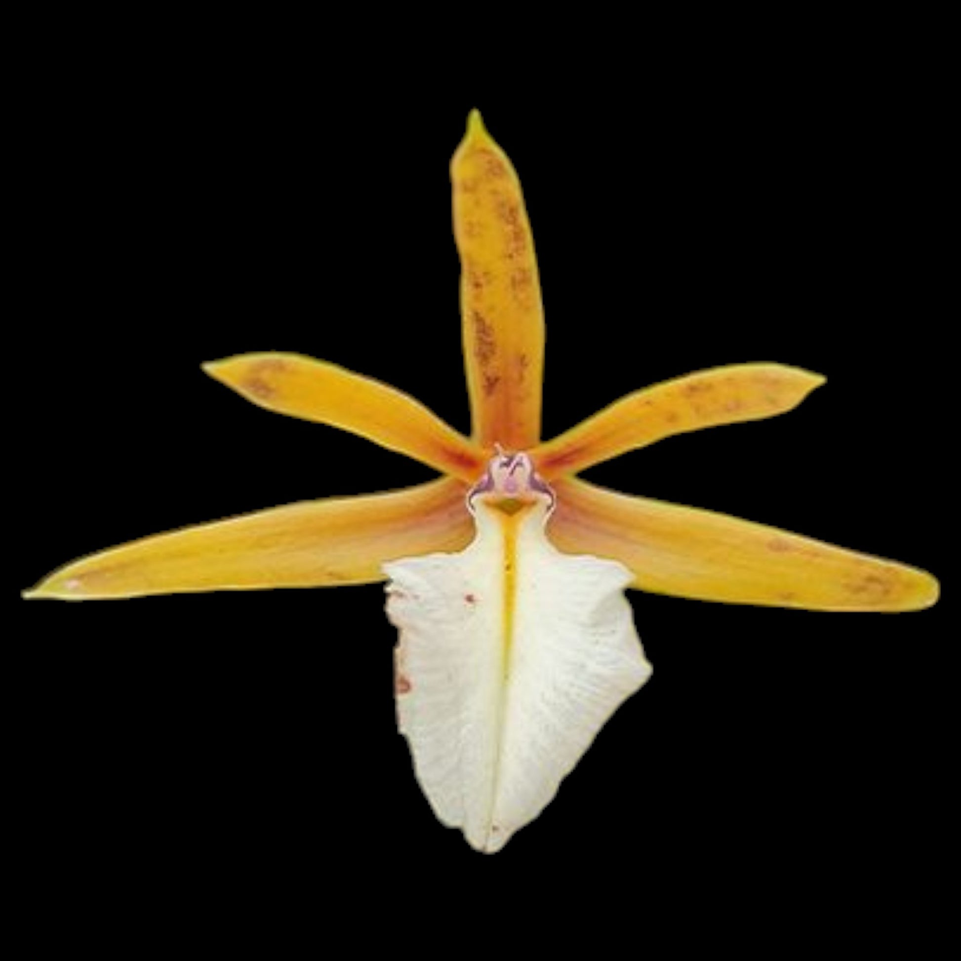 Dinema (syn Epidendrum) polybulbon - Dr. Bill's Orchids, LLC