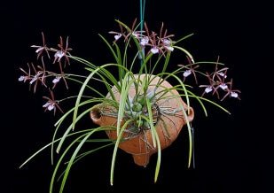 Encyclia bractescens - Dr. Bill's Orchids, LLC