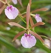 Encyclia bractescens - Dr. Bill's Orchids, LLC