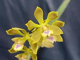Encyclia clovesiana - Dr. Bill's Orchids, LLC