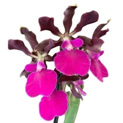 Encyclia cordigera atropurpurea - Dr. Bill's Orchids, LLC