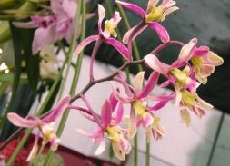 Encyclia cyperifolia - Dr. Bill's Orchids, LLC