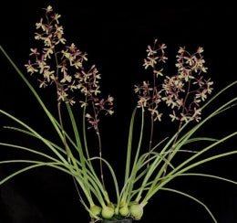 Encyclia cyperifolia - Dr. Bill's Orchids, LLC
