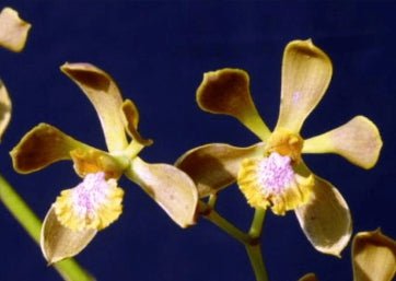 Encyclia euosma - Dr. Bill's Orchids, LLC