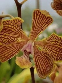 Encyclia fowlei - Dr. Bill's Orchids, LLC