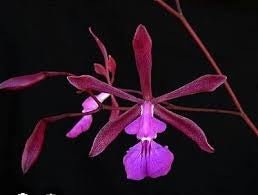 Encyclia moebusii - Dr. Bill's Orchids, LLC