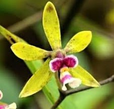 Encyclia mooreana - Dr. Bill's Orchids, LLC