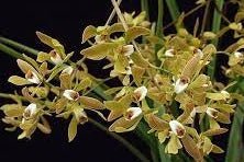 Encyclia oliveirana - Dr. Bill's Orchids, LLC
