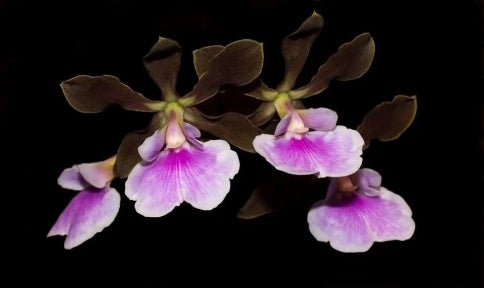 Encyclia randii - Dr. Bill's Orchids, LLC