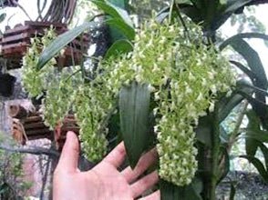 Epidendrum densiflorum - Dr. Bill's Orchids, LLC