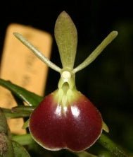 Epidendrum porpax - Dr. Bill's Orchids, LLC