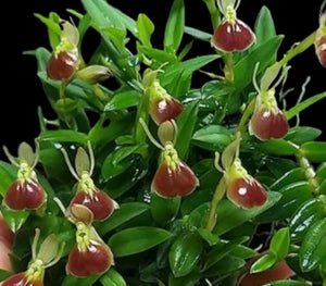 Epidendrum porpax - Dr. Bill's Orchids, LLC